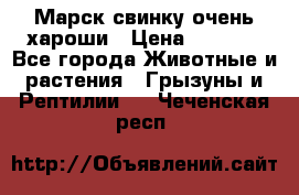 Марск свинку очень хароши › Цена ­ 2 000 - Все города Животные и растения » Грызуны и Рептилии   . Чеченская респ.